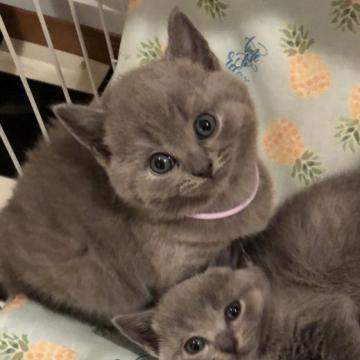 シャルトリュー【和歌山県・男の子・2022年7月1日・ブルー（ダブルコート）】の写真「フランスの宝猫
ブルー御三家!!!」