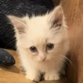 サイベリアン【和歌山県・男の子・2023年7月7日・】の写真1