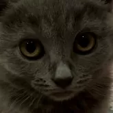 シャルトリュー【和歌山県・女の子・2024年7月7日・ブルー】の写真1