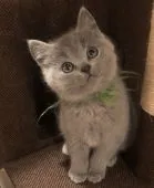 シャルトリュー【和歌山県・男の子・2021年12月3日・ブルー】の写真1