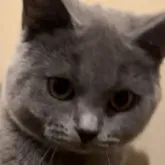 シャルトリュー【和歌山県・女の子・2023年5月22日・ブルー】の写真1