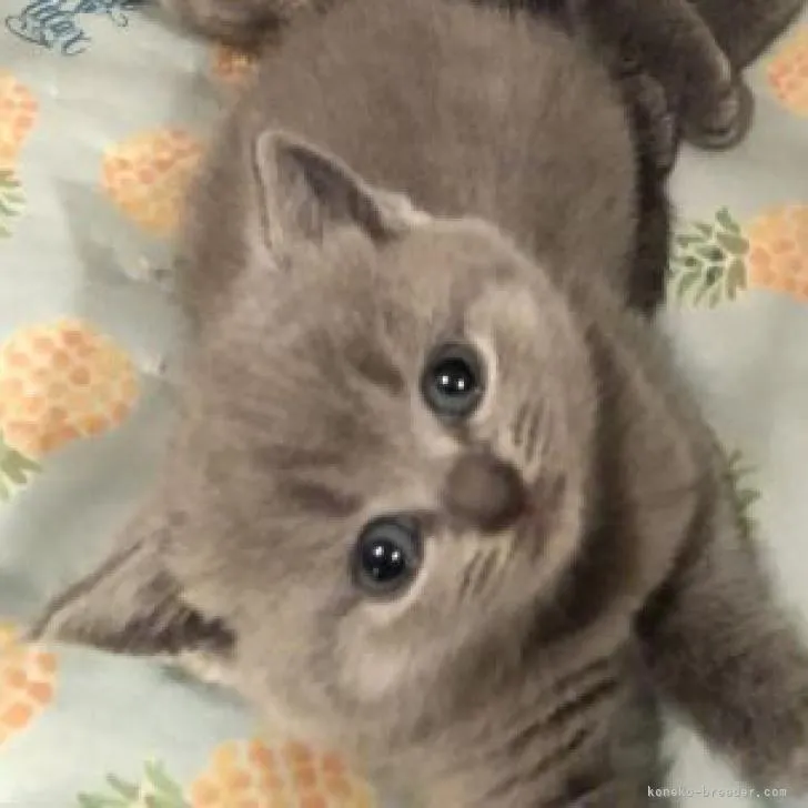 ID：2207-02345の子猫