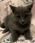 シャルトリュー【和歌山県・女の子・2024年7月7日・ブルー】の写真2