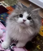 サイベリアン【和歌山県・男の子・2023年10月30日・ブルータビー&ホワイト】の写真3