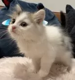 サイベリアン【和歌山県・男の子・2024年5月7日・ブラウンタビー&ホワイト】の写真4