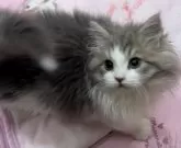 サイベリアン【和歌山県・男の子・2023年10月30日・ブルータビー&ホワイト】の写真4