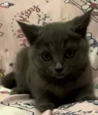 シャルトリュー【和歌山県・女の子・2024年7月7日・ブルー】の写真4