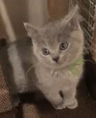 シャルトリュー【和歌山県・男の子・2021年12月3日・ブルー】の写真5