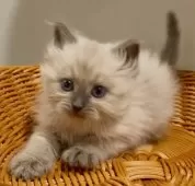 サイベリアン【和歌山県・男の子・2025年10月1日・シールポイント】の写真8