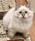 サイベリアン【和歌山県・男の子・2025年7月2日・シナモンリンクスポイント】の写真2