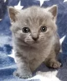 シャルトリュー【和歌山県・男の子・2025年4月7日・ブルー】の写真10