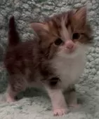 サイベリアン【和歌山県・男の子・2025年2月2日・ブラウンタビー&ホワイト】の写真13