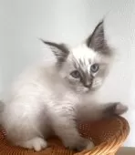 サイベリアン【和歌山県・男の子・2025年7月2日・シナモンリンクスポイント】の写真11