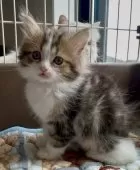 サイベリアン【和歌山県・男の子・2025年2月2日・ブラウンタビー&ホワイト】の写真9