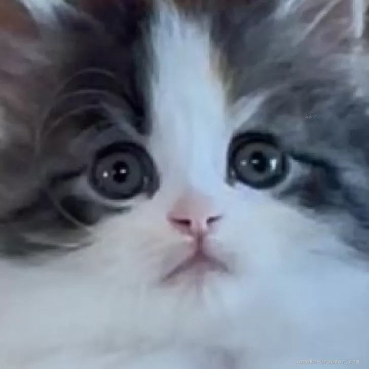ID：2604-00901の子猫