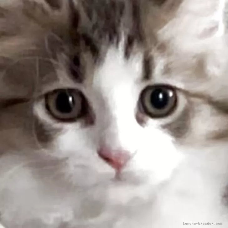 ID：2502-02420の子猫