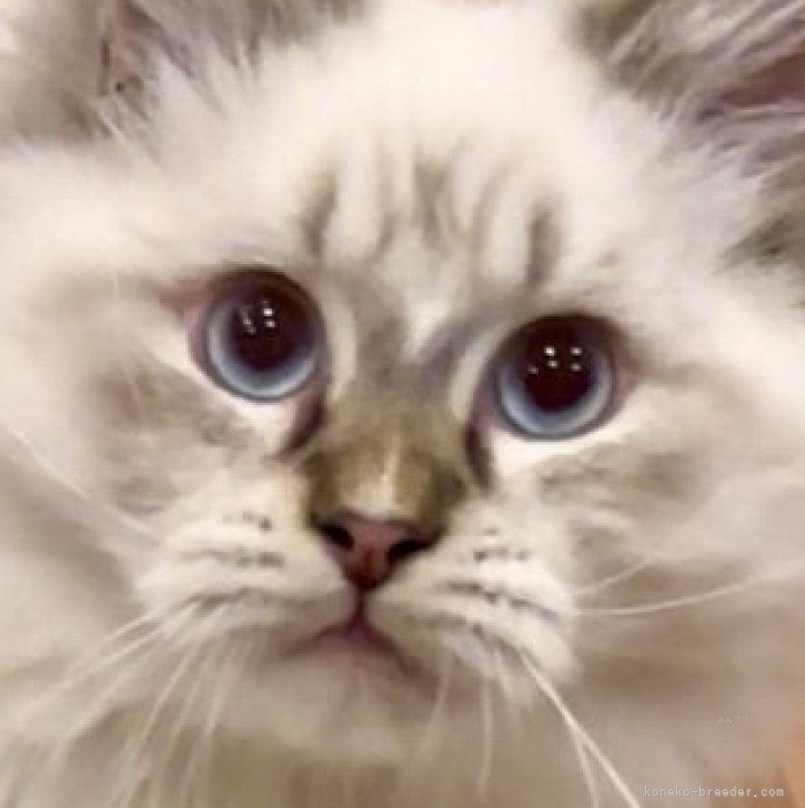 ブリーダー画像