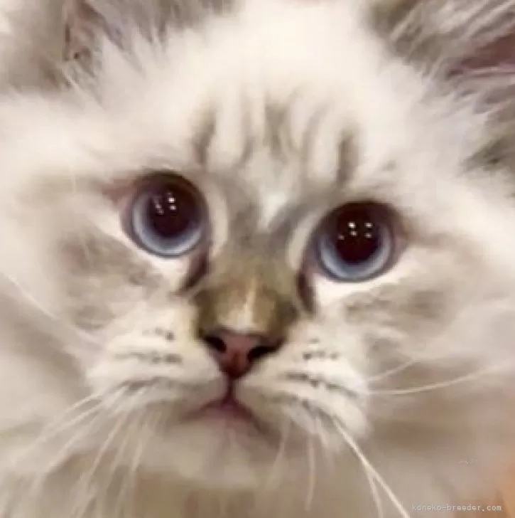 サイベリアン【和歌山県・男の子・2025年7月2日・シナモンリンクスポイント】の写真1