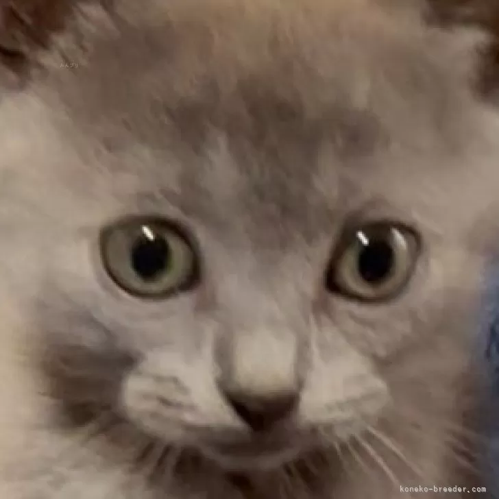 ID：2507-02959の子猫