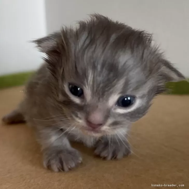 サイベリアン【和歌山県・男の子・2025年11月11日・ブルータビー】の写真1