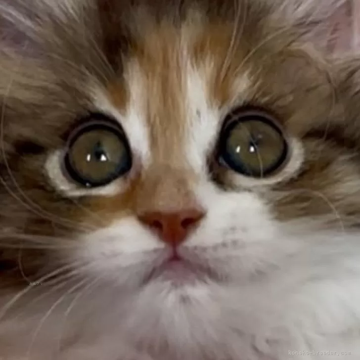 ID：2502-02422の子猫