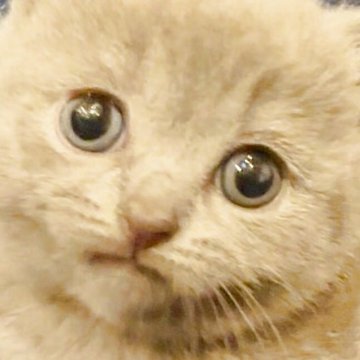 シャルトリュー【和歌山県・女の子・2025年5月3日・ブルー（ダブルコート）】の写真「フランス猫
ブルー御三家」