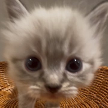 サイベリアン【和歌山県・女の子・2025年10月1日・シナモンリンクスポイント(トリプルコート(ロング))】の写真「ネヴァマスレード💕」