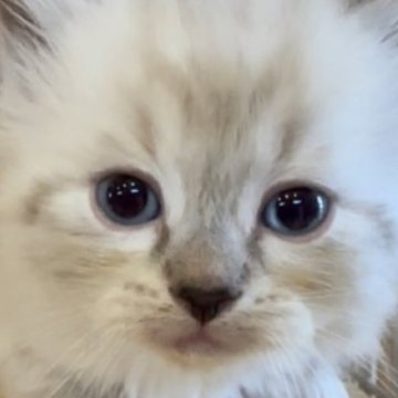 サイベリアン【和歌山県・男の子・2025年10月1日・シナモンリンクスポイント（トリプルコート（ロング））】の写真「ネヴァマスレード💕」