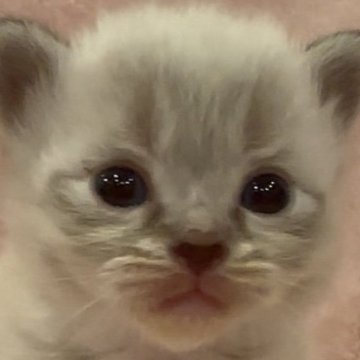 サイベリアン【和歌山県・女の子・2025年10月1日・シナモンリンクスポイント（トリプルコート（ロング））】の写真「ネヴァマスレード💕」