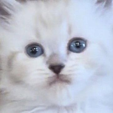 サイベリアン【和歌山県・男の子・2025年10月1日・シナモンリンクスポイント（トリプルコート（ロング））】の写真「ネヴァマスレード💕」