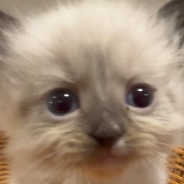 サイベリアン【和歌山県・女の子・2025年10月1日・シールポイント(トリプルコート(ロング))】の写真「ネヴァマスレード💕」