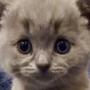 シャルトリュー【和歌山県・男の子・2025年4月4日・ブルー（ダブルコート）】の写真「フランス猫🐈‍⬛
ブルー御三家」