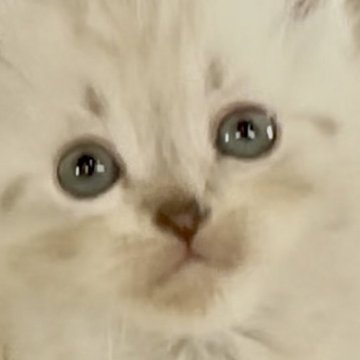 サイベリアン【和歌山県・男の子・2025年10月1日・シナモンリンクスポイント（トリプルコート（ロング））】の写真「ネヴァマスレード💕」