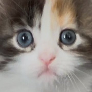 サイベリアン【和歌山県・女の子・2025年4月13日・キャリコ（トリプルコート（ロング））】の写真「可愛いお顔の女の子🌸
鼻ピンク🩷」