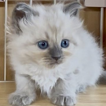 サイベリアン【和歌山県・男の子・2025年10月1日・シールポイント（トリプルコート（ロング））】の写真「ネヴァマスレード💕」