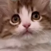 サイベリアン【和歌山県・男の子・2025年2月2日・ブラウンタビー&ホワイト】の写真1