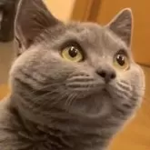 シャルトリュー