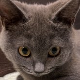 シャルトリュー
