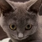 シャルトリュー
