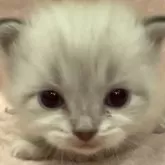 サイベリアン
