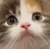 サイベリアン