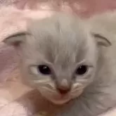 サイベリアン