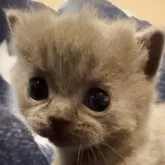 シャルトリュー