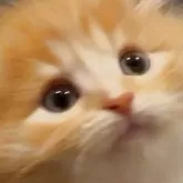 サイベリアン