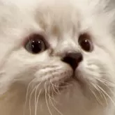 サイベリアン