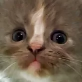 サイベリアン