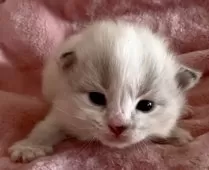 サイベリアン【和歌山県・女の子・2025年12月12日・シナモンリンクスポイントバイカラー】の写真15