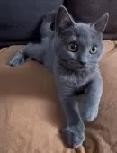 シャルトリュー【和歌山県・男の子・2025年7月1日・ブルー】の写真12