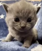 シャルトリュー【和歌山県・男の子・2025年4月7日・ブルー】の写真12