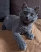 シャルトリュー【和歌山県・男の子・2025年7月1日・ブルー】の写真13